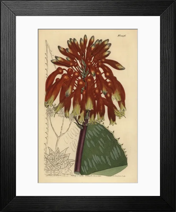 Framed Print : Soap aloe or zebra aloe, Aloe maculata Framed Print : Soap aloe or zebra aloe, Aloe maculata