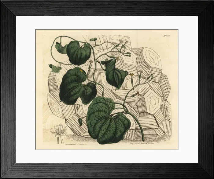 Framed Print : Elephants foot, Dioscorea elephantipes Framed Print : Elephants foot, Dioscorea elephantipes