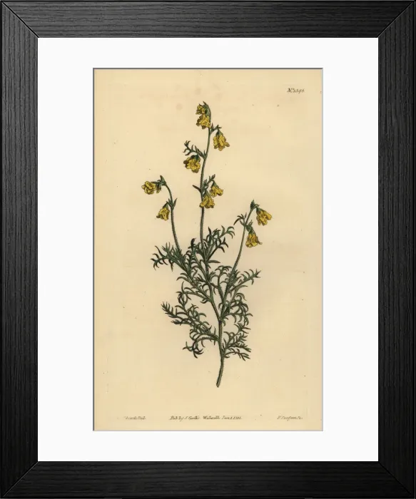Framed Print : Hermannia confusa Framed Print : Hermannia confusa