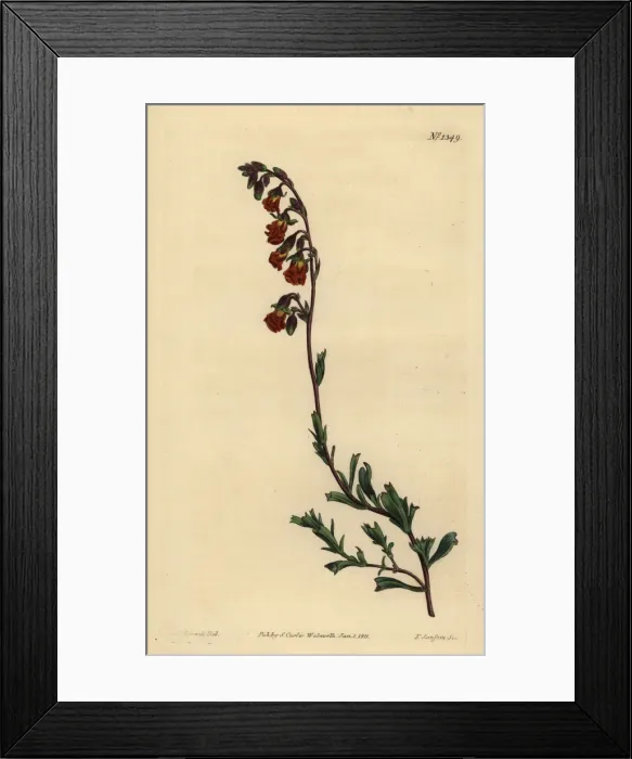 Framed Print : Night-smelling hermannia, Hermannia flammea Framed Print : Night-smelling hermannia, Hermannia flammea