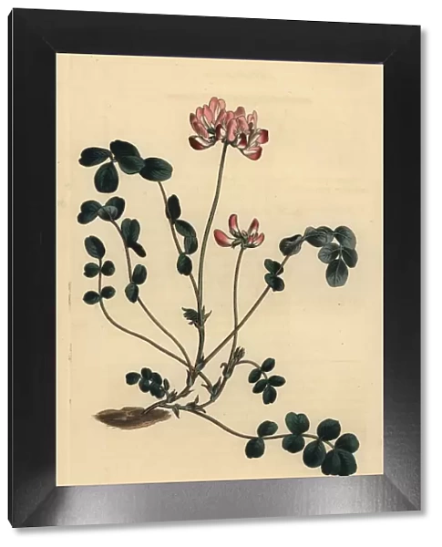 Chinese milkvetch, Astragalus sinicus