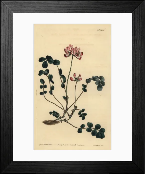Framed Print : Chinese milkvetch, Astragalus sinicus Framed Print : Chinese milkvetch, Astragalus sinicus