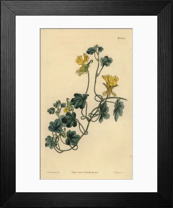 Framed Print : Canary creeper, Tropaeolum peregrinum Framed Print : Canary creeper, Tropaeolum peregrinum