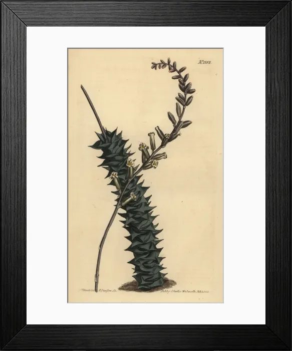 Framed Print : Astroloba foliolosa Framed Print : Astroloba foliolosa