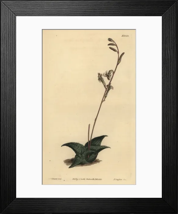 Framed Print : Haworthia venosa Framed Print : Haworthia venosa