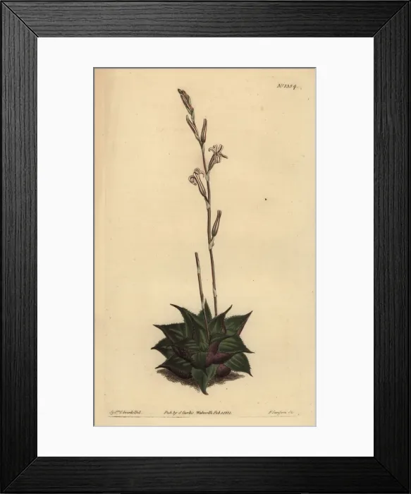 Framed Print : Haworthia mirabilis Framed Print : Haworthia mirabilis