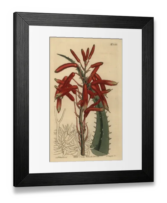 Framed Print : Aloe humilis