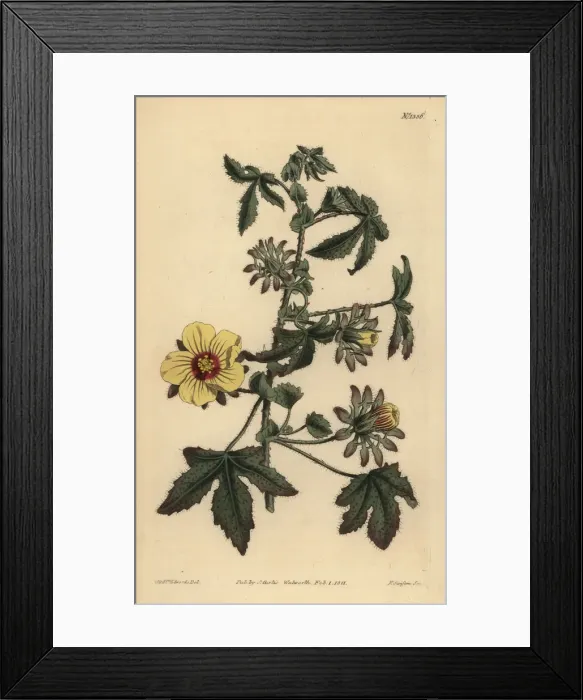 Framed Print : Prickly-stalked hibiscus, Hibiscus surattensis Framed Print : Prickly-stalked hibiscus, Hibiscus surattensis