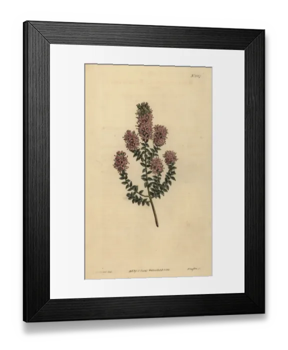 Framed Print : Buchu, Agathosma pulchella Framed Print : Buchu, Agathosma pulchella