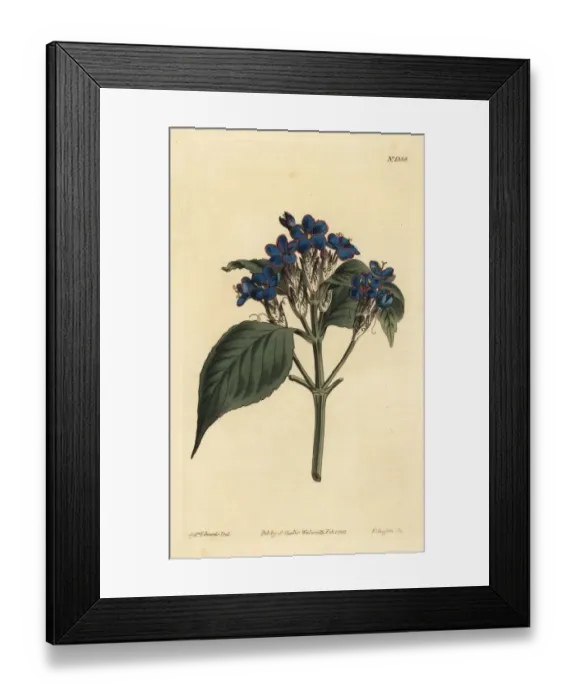 Framed Print : Blue sage, Eranthemum pulchellum Framed Print : Blue sage, Eranthemum pulchellum