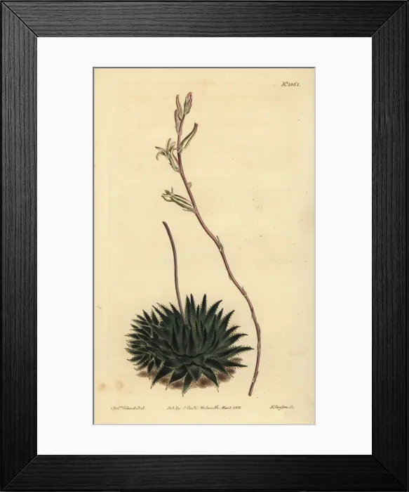 Framed Print : Haworthia pumila or Tulista pumila Framed Print : Haworthia pumila or Tulista pumila