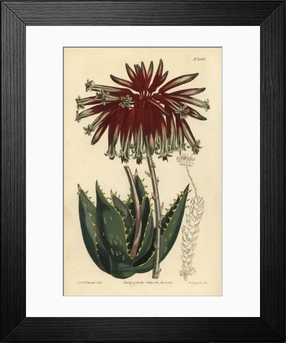 Framed Print : Rubble aloe or mitre aloe, Aloe perfoliata Framed Print : Rubble aloe or mitre aloe, Aloe perfoliata