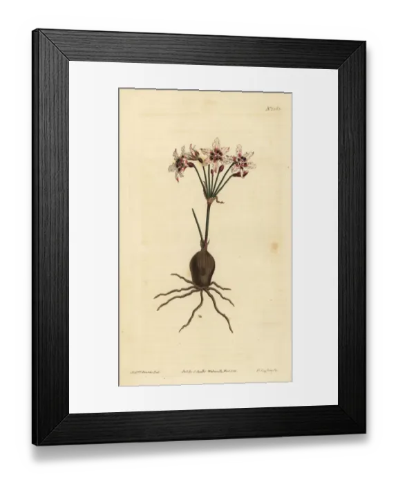 Framed Print : Hessea cinnamomea Framed Print : Hessea cinnamomea