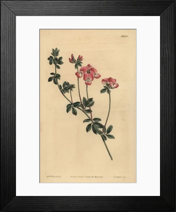 Framed Print : Austral trefoil or New-Holland lotus, Lotus australis Framed Print : Austral trefoil or New-Holland lotus, Lotus australis
