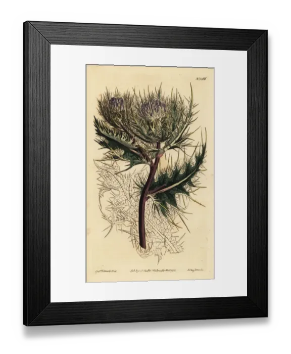 Framed Print : Spiniest thistle, Cirsium spinosissimum Framed Print : Spiniest thistle, Cirsium spinosissimum