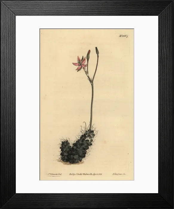 Framed Print : Thready anacampseros, Anacampseros filamentosa Framed Print : Thready anacampseros, Anacampseros filamentosa
