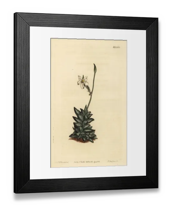 Framed Print : White-flowered anacampseros, Anacampseros arachnoides Framed Print : White-flowered anacampseros, Anacampseros arachnoides