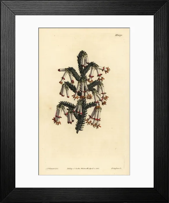 Framed Print : Monadelphous heath, Erica monadelpha Framed Print : Monadelphous heath, Erica monadelpha