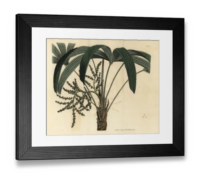 Framed Print : Broadleaf lady palm, Rhapis excelsa Framed Print : Broadleaf lady palm, Rhapis excelsa