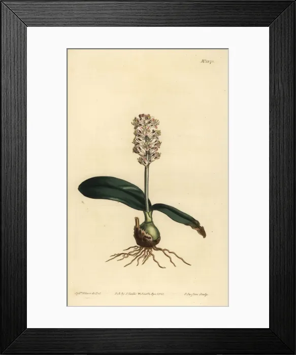 Framed Print : Lachenalia pallida Framed Print : Lachenalia pallida