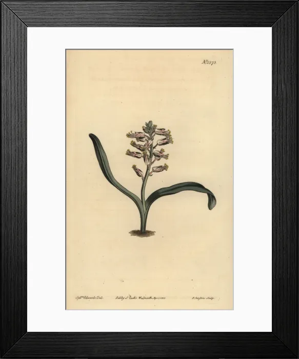 Framed Print : Plain-leaved self-coloured lachenalia, Lachenalia unicolor Framed Print : Plain-leaved self-coloured lachenalia, Lachenalia unicolor
