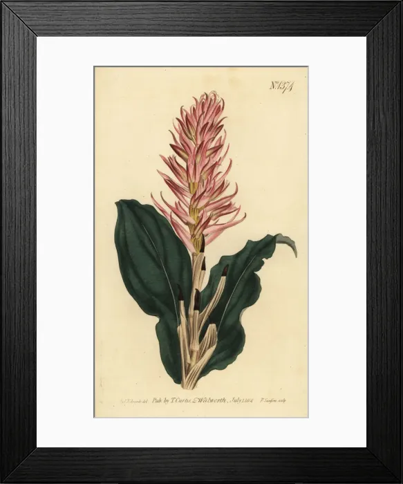 Framed Print : Stenorrhynchos speciosum orchid Framed Print : Stenorrhynchos speciosum orchid