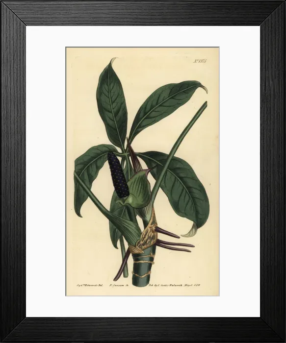 Framed Print : Anthurium palmatum Framed Print : Anthurium palmatum