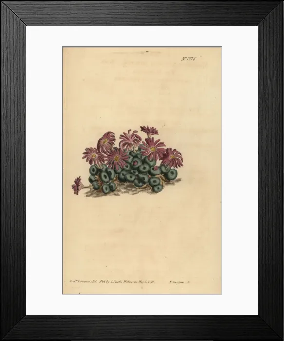Framed Print : Conophytum minutum Framed Print : Conophytum minutum