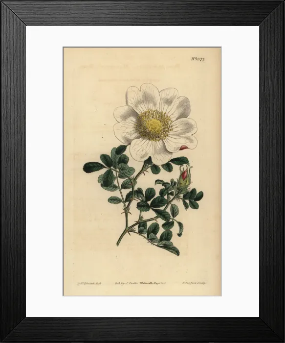 Framed Print : Macartneys rose, Rosa bracteata Framed Print : Macartneys rose, Rosa bracteata