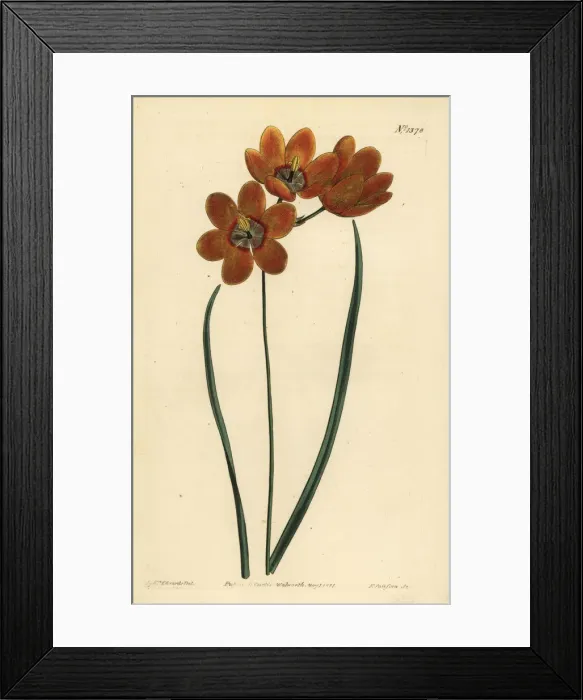 Framed Print : Orange coloured monadelphous ixia, Ixia monadelpha Framed Print : Orange coloured monadelphous ixia, Ixia monadelpha
