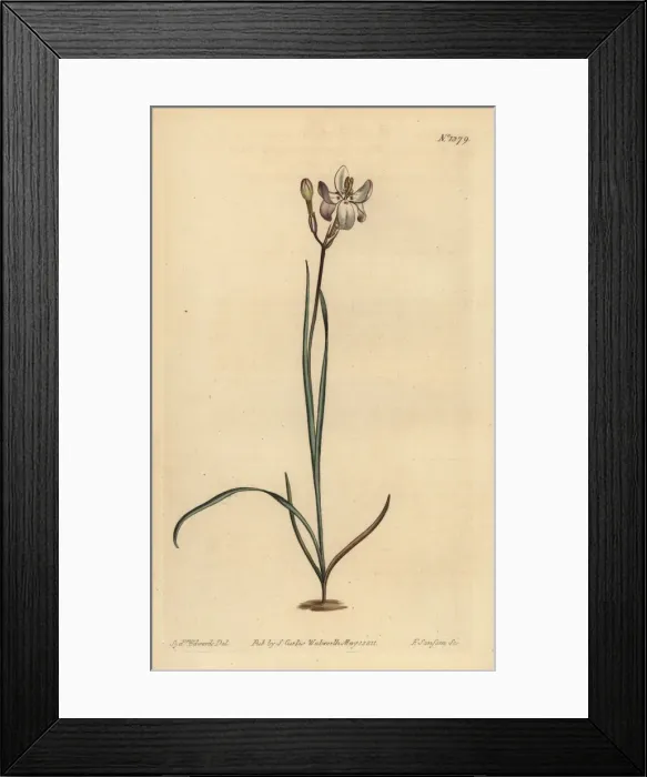 Framed Print : Painted flowered ixia, Ixia fucata Framed Print : Painted flowered ixia, Ixia fucata