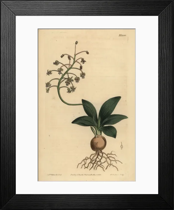 Framed Print : South Indian squill, Ledebouria revoluta Framed Print : South Indian squill, Ledebouria revoluta