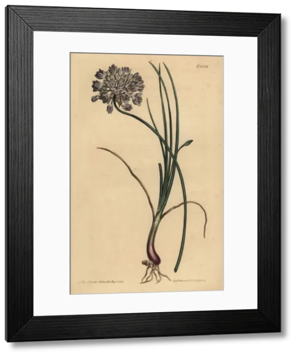 Framed Print : Allium stellerianum Framed Print : Allium stellerianum