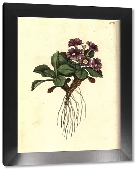 Mountain primula, Primula villosa