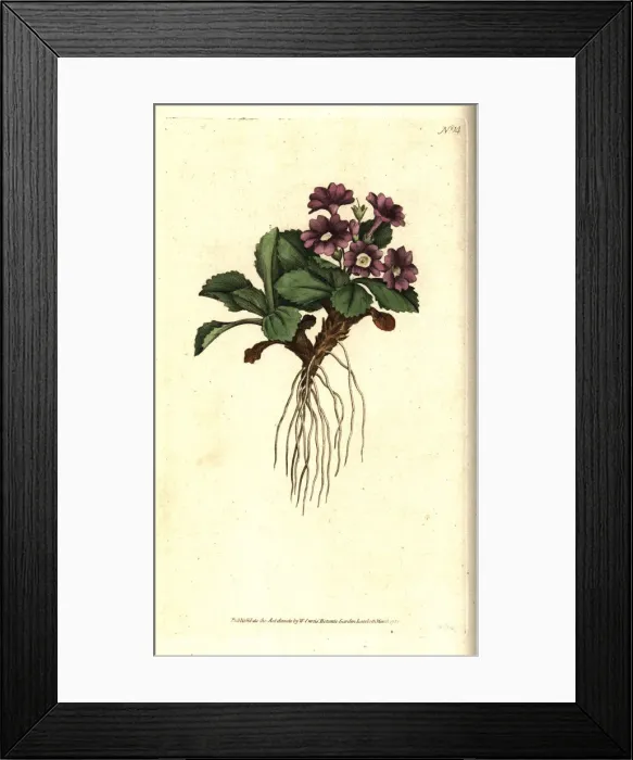 Framed Print : Mountain primula, Primula villosa Framed Print : Mountain primula, Primula villosa