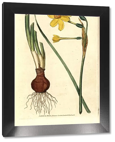 Common jonquil, Narcissus jonquilla