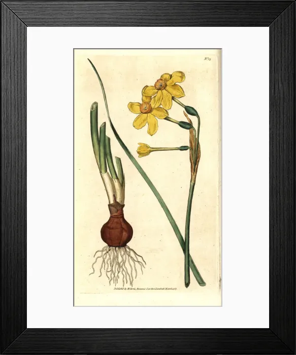 Framed Print : Common jonquil, Narcissus jonquilla Framed Print : Common jonquil, Narcissus jonquilla