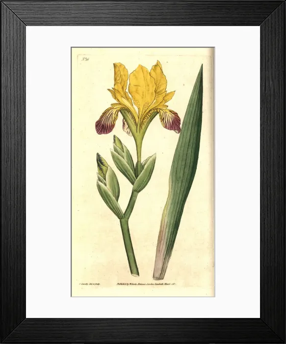 Framed Print : Variegated iris, Iris variegata Framed Print : Variegated iris, Iris variegata