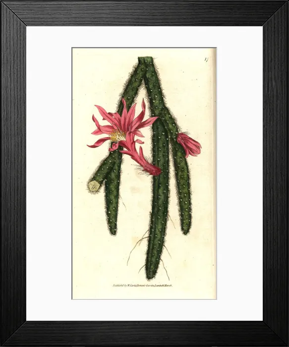 Framed Print : Rattail cactus, Disocactus flagelliformis Framed Print : Rattail cactus, Disocactus flagelliformis