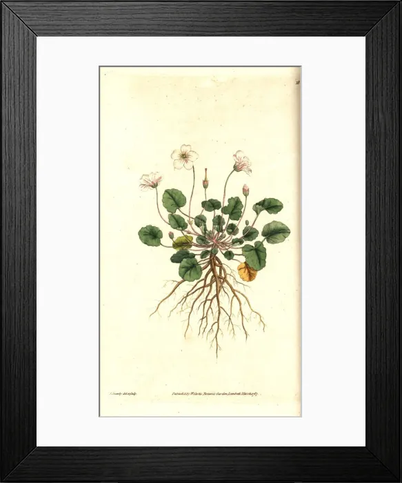 Framed Print : Storksbill, Erodium reichardii Framed Print : Storksbill, Erodium reichardii