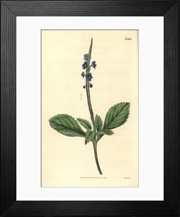 Framed Print : Jamaica bastard-vervain, Stachytarpheta jamaicensis Framed Print : Jamaica bastard-vervain, Stachytarpheta jamaicensis