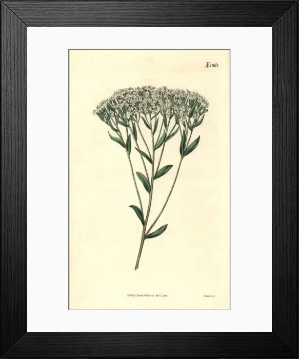 Framed Print : Hyssop-leaved stevia, Stevia eupatoria Framed Print : Hyssop-leaved stevia, Stevia eupatoria