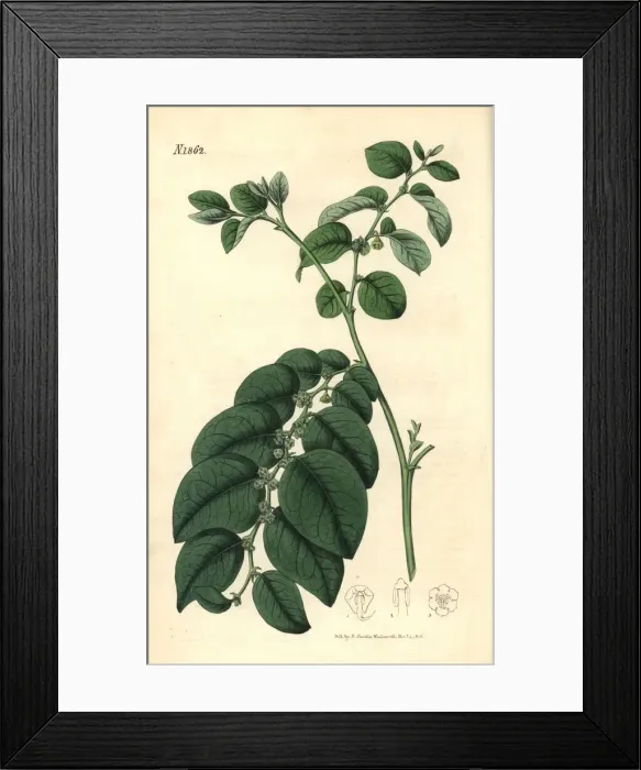Framed Print : Breynia fruticosa Framed Print : Breynia fruticosa