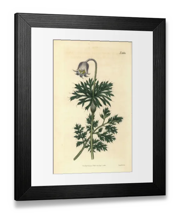 Framed Print : Pale-flowered meadow pasque-flower, Anemone pratensis Framed Print : Pale-flowered meadow pasque-flower, Anemone pratensis
