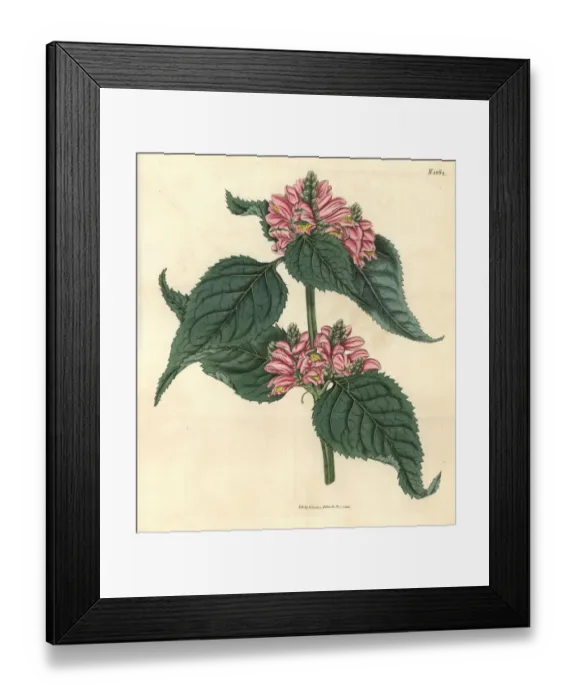 Framed Print : Lyons chelone, Chelone lyonii Framed Print : Lyons chelone, Chelone lyonii
