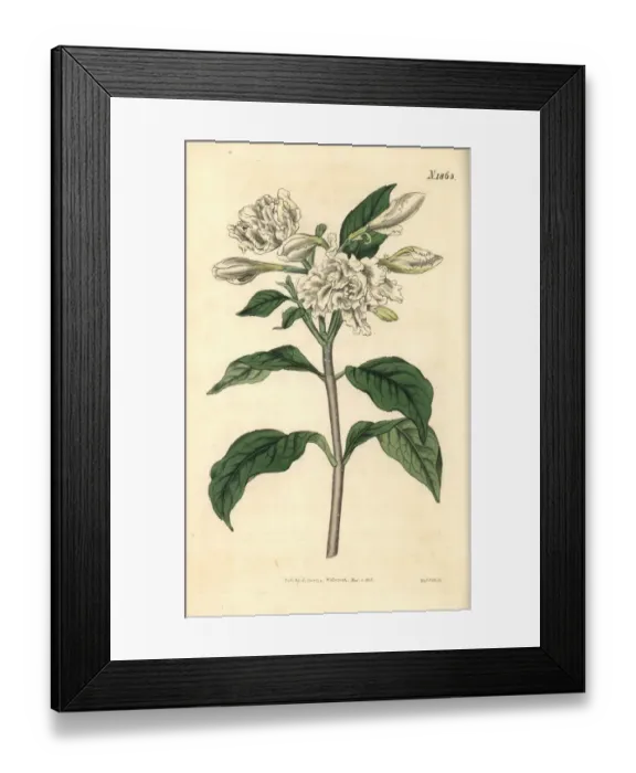 Framed Print : Pinwheel flower, Tabernaemontana divaricata Framed Print : Pinwheel flower, Tabernaemontana divaricata