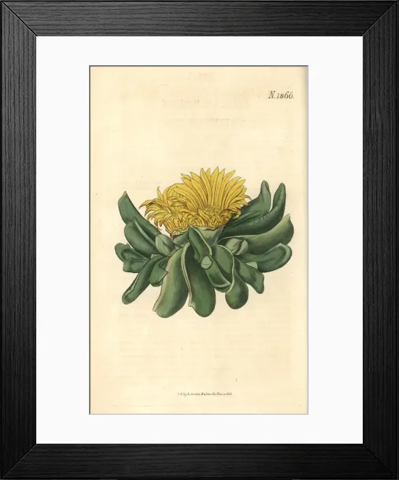 Framed Print : Depressed tongue fig-marigold, Mesembryanthemum depressum Framed Print : Depressed tongue fig-marigold, Mesembryanthemum depressum