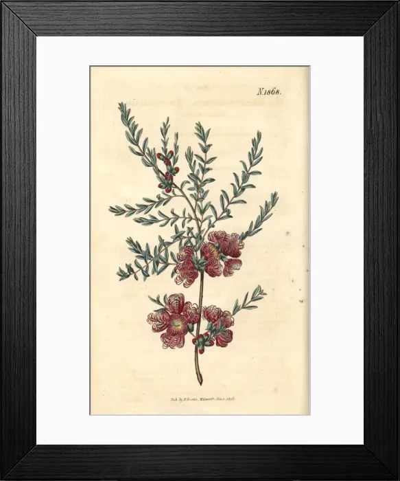 Framed Print : Thyme-leaved melaleuca, Melaleuca thymifolia Framed Print : Thyme-leaved melaleuca, Melaleuca thymifolia