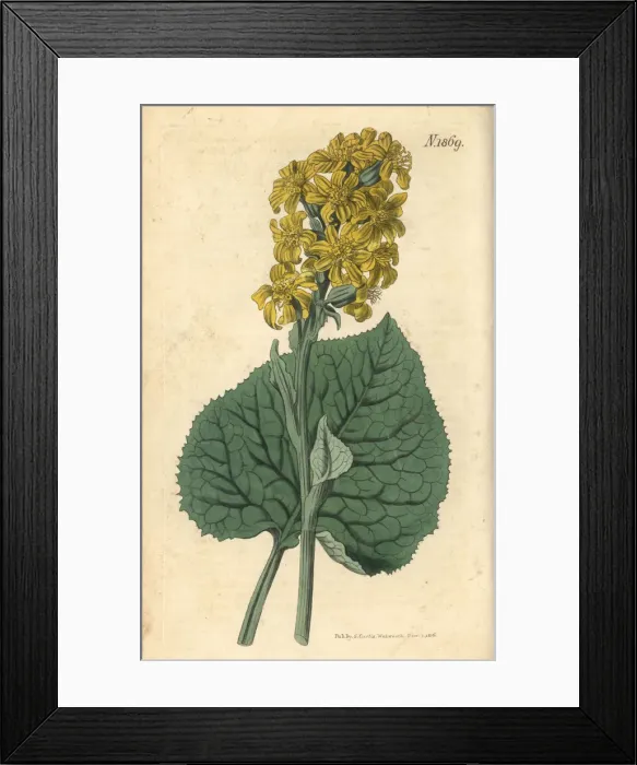 Framed Print : Ligularia sibirica Framed Print : Ligularia sibirica