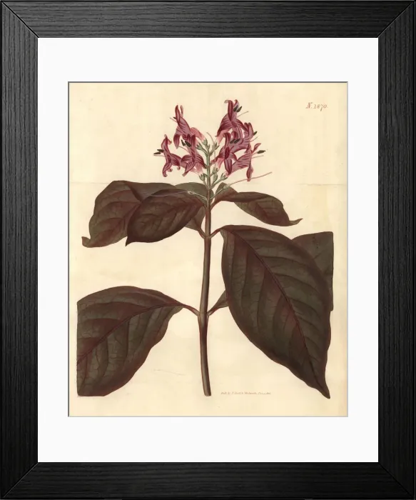 Framed Print : Caricature-plant, Graptophyllum pictum Framed Print : Caricature-plant, Graptophyllum pictum